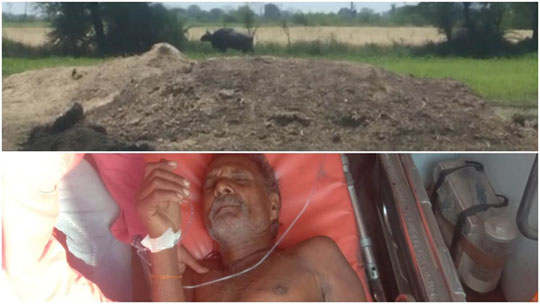 buffalo_attack_narsinghpur