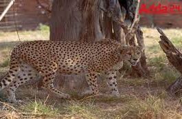 cheeta project