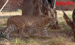 cheeta project