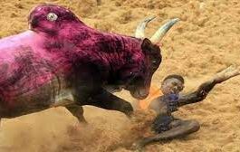 jallikattu