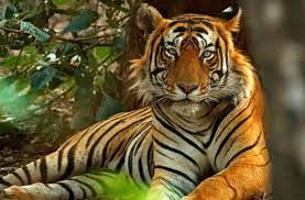 Madhya Pradesh again became Tiger State, it has maximum 785 tigers in the country