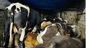 Two accused arrested along with a vehicle full of cattle, one absconding