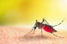 Dengue death toll in Bangladesh rises to 155 Dengue death toll in Bangladesh rises to 155