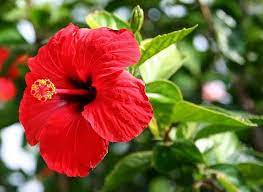 A hibiscus flower will remove career worries, do this way