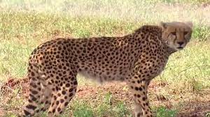 Occasional deaths of cheetahs in Kuno