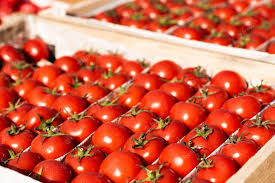 The wholesale price of tomato has come down after the intervention of the government.