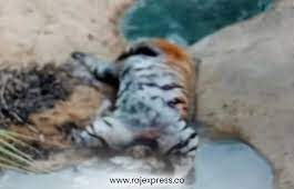 Two accused arrested in case of beheading of tiger in Satpura Tiger Reserve
