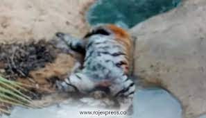 Two accused arrested in case of beheading of tiger in Satpura Tiger Reserve