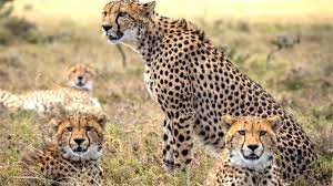 Cheetahs will be sent to Kuno from Pench and Satpura Reserve, Cheetahs are not getting enough food