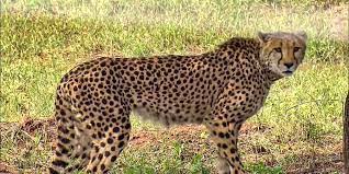 Another female cheetah nurse died in Kuno National Park