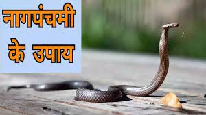 Nag Panchami on August 22, do not do this work if there is Kalsarp Dosha in the horoscope