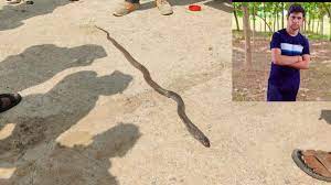 The snake bitten and killed him, the serpent followed the young man to the house, died before reaching the hospital