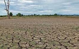 37,000 acres of rice fields destroyed