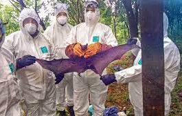 Nipah virus in Kerala,