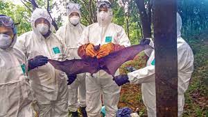 Nipah virus in Kerala,