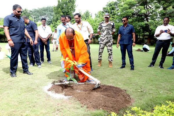 planted saplings i