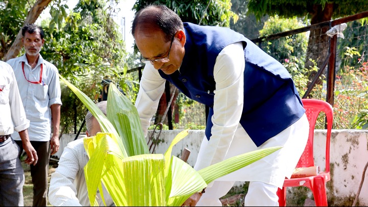 planted coconut tree