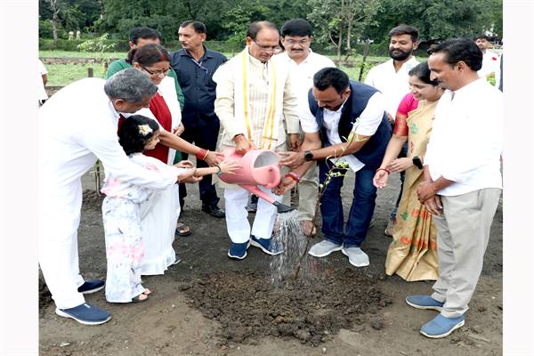 planted saplings