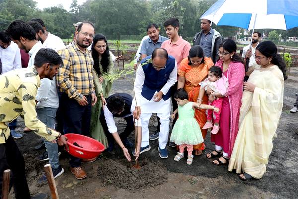 planted saplings