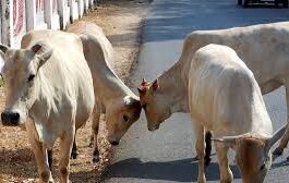 gau-mata