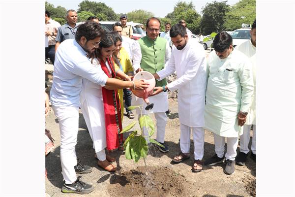 planted banyan,