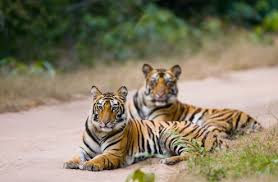 Two tigers of Bandhavgarh National Park,