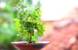 Tulsi in the month of Kartik