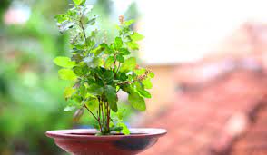 Tulsi in the month of Kartik