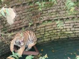 Tiger fell into the well