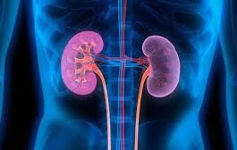 Kidneys get adversely affected