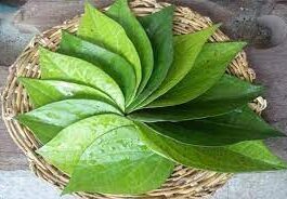 betel leaves to Gods and Goddesses