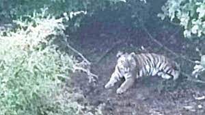 a tiger was seen near t