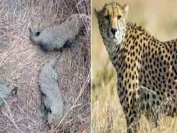 Female cheetah Asha gave birth to 3 cubs in K