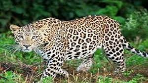 Female leopard reached Tigriya