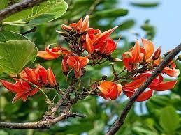 Benefits of Palash flowers