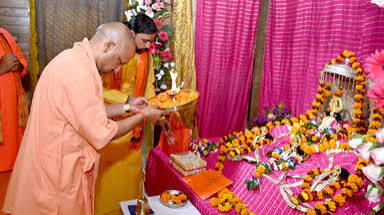 yogi
