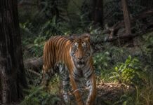 कलियासोत डैम के पास फिर दिखा बाघ! सड़क पार कर जंगल में जाता नजर आया, राहगीरों ने बनाया वीडियो