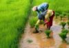 Horticulture Subsidy पर बड़ा अपडेट: NHB ने दो योजनाओं के नए आवेदन एक महीने के लिए रोके, जानिए क्या है वजह agriculture-news