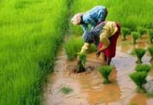 Horticulture Subsidy पर बड़ा अपडेट: NHB ने दो योजनाओं के नए आवेदन एक महीने के लिए रोके, जानिए क्या है वजह agriculture-news