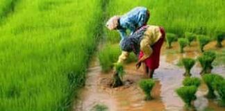 Horticulture Subsidy पर बड़ा अपडेट: NHB ने दो योजनाओं के नए आवेदन एक महीने के लिए रोके, जानिए क्या है वजह agriculture-news
