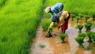 Horticulture Subsidy पर बड़ा अपडेट: NHB ने दो योजनाओं के नए आवेदन एक महीने के लिए रोके, जानिए क्या है वजह agriculture-news