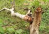 Kolar Road Tree Cutting Case: NGT ने सरकार और नगर निगम को दी मोहलत