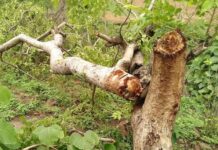 Kolar Road Tree Cutting Case: NGT ने सरकार और नगर निगम को दी मोहलत
