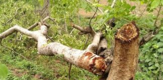 Kolar Road Tree Cutting Case: NGT ने सरकार और नगर निगम को दी मोहलत