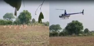 खेतों में फंसे काले हिरणों के रेस्क्यू अभियान का जायजा लेने पहुंचे CM मोहन यादव, हेलीकॉप्टर से हो रहा रेस्क्यू