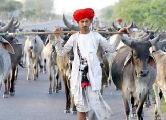 गुजरात में मालधारी परिवारों के पुनर्वास की नई योजना: ₹15 लाख सहायता, 100 वर्ग गज प्लॉट और पशुधन के लिए भी प्रावधान maaldhari-family
